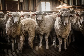 Fototapete Rund flock of sheep © CJO Photography