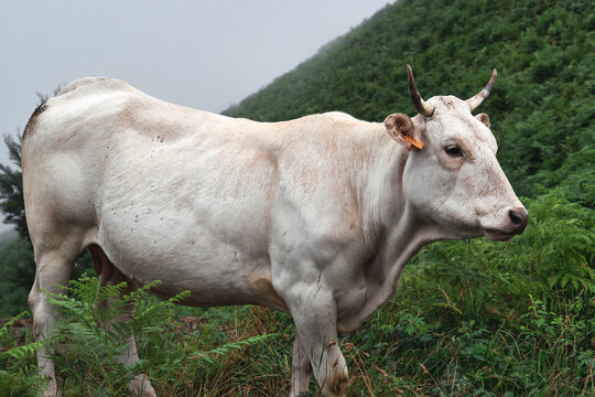 Vache Gasconne des Pyr&eacute;n&eacute;es