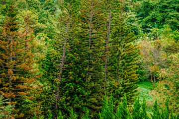 Close up background view of leaves (green, colorful, black) according to the direction of light and...