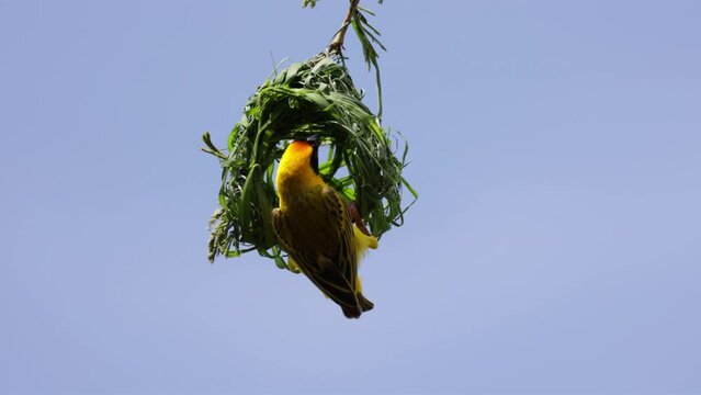 Southern masked weaver building a nest