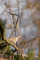 Türkentaube auf einem Ast