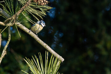 Blaumeise an der Futterstelle