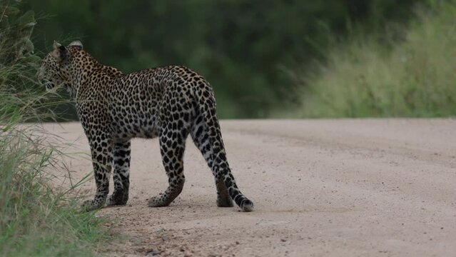 Female leopard disappearing into the tall green grass