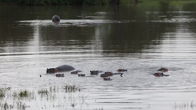 Pod of hippos in a waterhole