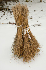 Strong flax roots. Flax sheaves in the snow. Vertical image. 