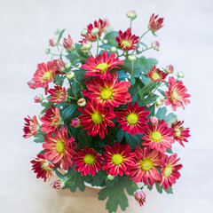 Original floral background. Close-up of flowers of red orange purple flowering chrysanthemums  in the autumn garden. Bouquet of orange-red with delicate petals of chrysanthemum flowers.