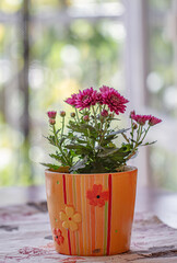 Purple  chrysanthemum flowers autumn in orange flower happy pot isolated on natural background. Beautiful plant, garden concept. Flat lay, top view