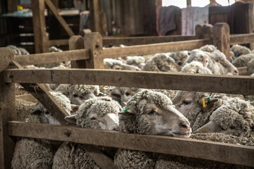 sheep in a barn