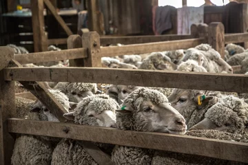 Fototapete Rund sheep in a barn © CJO Photography