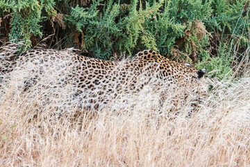 カムフラージュするヒョウ