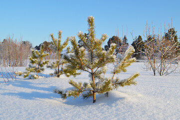 Small Coniferous Tree