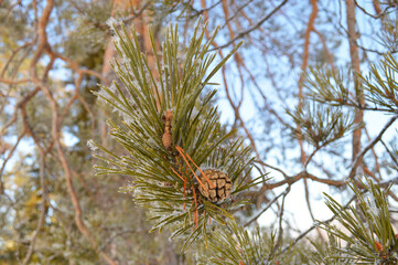 Pine Tree Branch