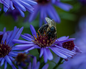 insect bee feeds nectar and pollen of the European Michaelmas daisy (Aster amellus)I talian asters in an autumn and summer botanical garden. Close-up