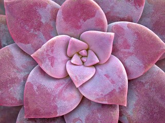 Closeup succulent plants Graptopetalum paraguayense Mother of pearl plant or Purple Ghost plant,...