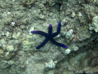 blue linckia starfish