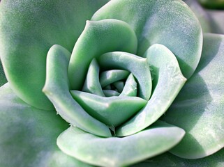 Macro succulent Cactus plant ,Echeveria elegans ,Rose Cabbage ,thick-leaved rosettes ,Echeveria...