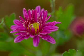 Chrysanthemum flowers pink bloom in autumn in the chrysanthemum garden. Beautiful chrysanthemum flowers close up. Macro photo detail flower. 