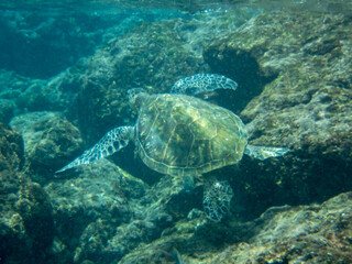 Naklejka na ściany i meble hawaiian green sea turtle
