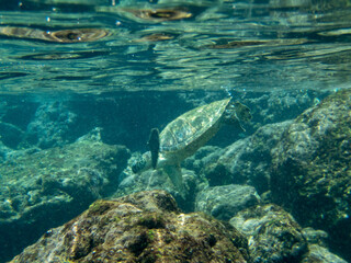 Fototapeta na wymiar hawaiian green sea turtle
