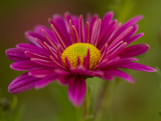 Fototapeta premium Chrysanthemum flowers pink bloom in autumn in the chrysanthemum garden. Beautiful chrysanthemum flowers close up. Macro photo detail flower. 