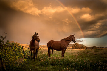 paard in het veld met regenboog