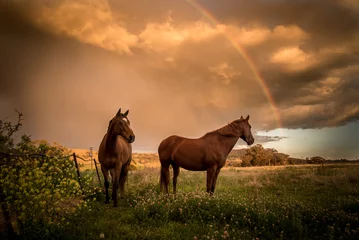 Tuinposter Paard paard in het veld met regenboog