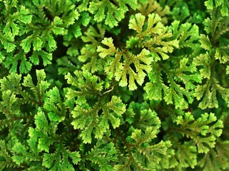Green leaf of Selaginella Tamariscina moss plant ,Selaginella kraussiana Brownii ,Selaginellaceae ,Krauss'Spikemoss ,Pin-Cushion ,Spikemoss ,Emerald isle spikemoss ,Scotch Moss ,Compact ,green tones