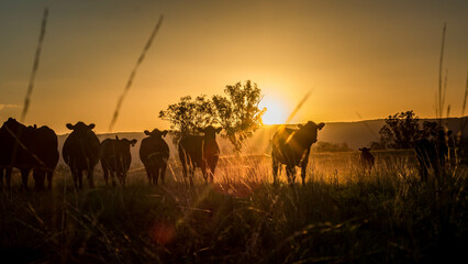 herd of cattle at sunset