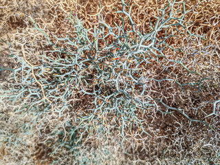 Desert plant closeup in the outdoors. Tropical island flora in winter. Symmetric shapes of the branches. Selective focus on the details, blurred background.