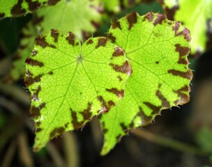 Closeup green leaf of Begonia Bowerae, Eyelash Begonia ,beleaf lima love ,Berghoef plants ,Begoniaceae rex river nile ,green foliage heart shape ,begonia rex green ,Painted leaf ,macro image ,