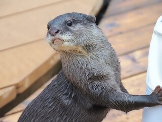 可愛いカワウソ