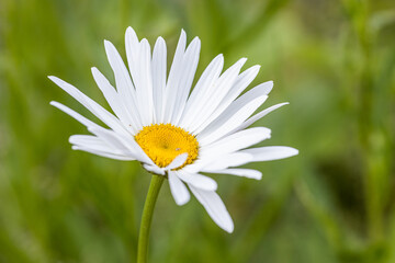 one single white daisy (Leucanthemum) isolated on green background in the garden. Macro close up photo flower