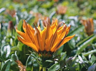 Closeup yellow flower Gazania plant ,Gazanias Treasure ,African daisies ,daisy family ,Perennial...