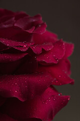 Dark burgundy rose with water drops, macro.