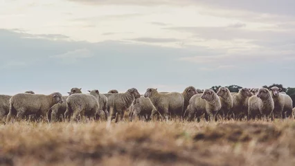  flock of sheep © CJO Photography