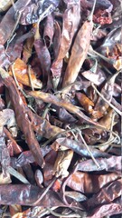 Close up of dry chili