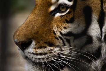 beautiful face of a tiger close-up in profile