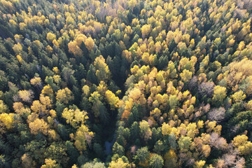 Fototapeta na wymiar Background of autumn yellow color forest