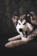 Adorable yawning Malamute dog. Studio shot in the indoors. Fluffy white and black dog laying on the couch. Selective focus on the details, blurred background.