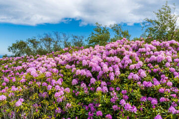 Spectacular rhododendrons growing wild on the Irish hills. May flora in Ireland.