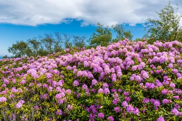 Photo sur Plexiglas Azalée Spectacular rhododendrons growing wild on the Irish hills. May flora in Ireland.