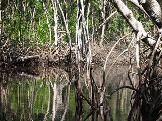 Mit dem Air-Boot durch die Mangrovenwälder der Everglades