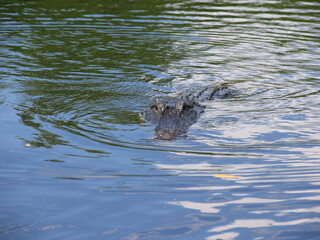 Alligatoren  in den Everglades von Florida. Florida,  USA  -- Alligators in the Florida Everglades. Florida, United States
