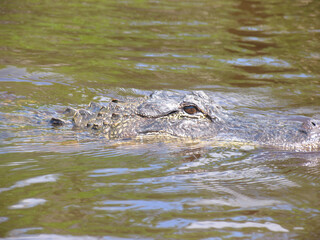 Alligatoren  in den Everglades von Florida. Florida,  USA  -- Alligators in the Florida Everglades. Florida, United States
