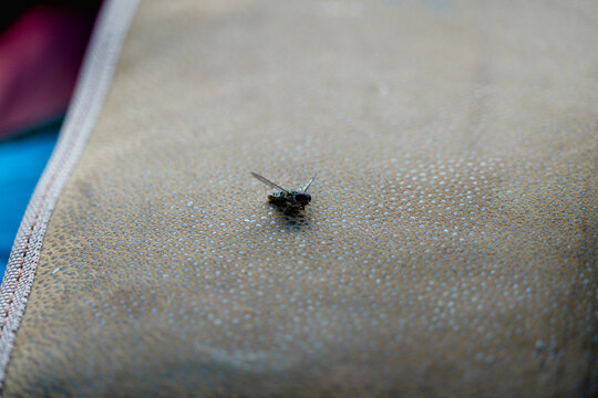 fly on surface