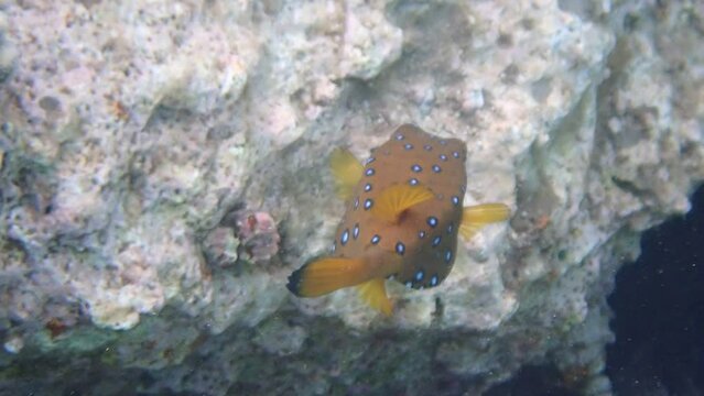 Blue spotted cube trunk-fish (Ostracion cubicus) inhabits coral reefs of the Red Sea, it belongs to the family Ostraciidae. It lives among rocks and algae in shallow water   