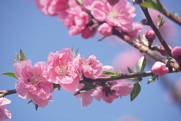 桃の花