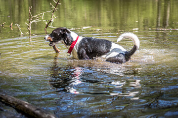 Dog in a puddle playing with a stick. Black and white wet doggy with red collar and a tree branch in his mouth. Selective focus on the details, blurred background.