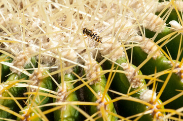 little bee on cactus flower