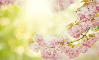 Bright day background photo art spring beautiful nature. Pink flowers on branch, blooming sakura tree, fresh green bokeh, yellow warm flash sun. Abstract blossoming blurry wallpaper springtime plants